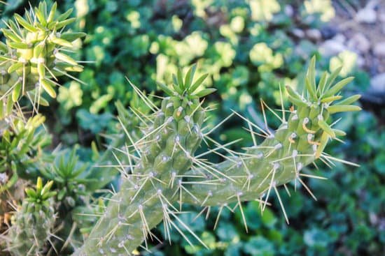 canva cactus