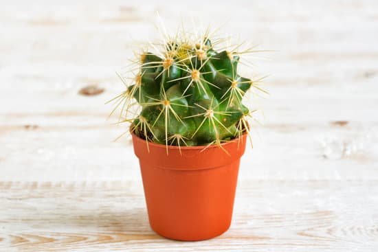 canva cactus MADCWCeCWL4