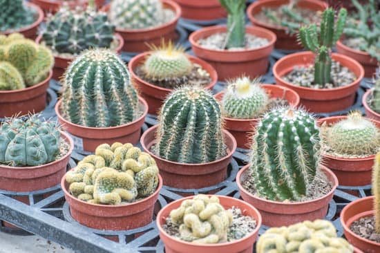 canva cactus MADCX3 cLcQ