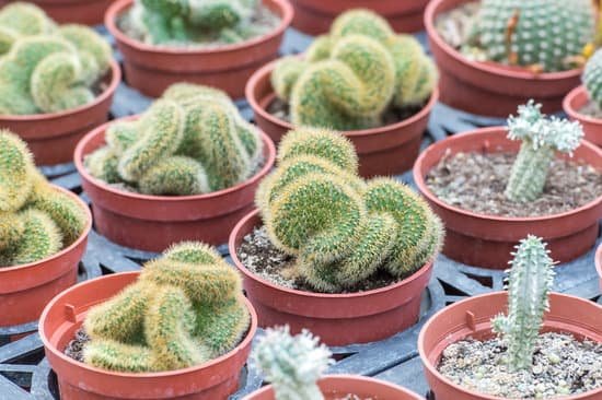 canva cactus MADCX4kokdQ