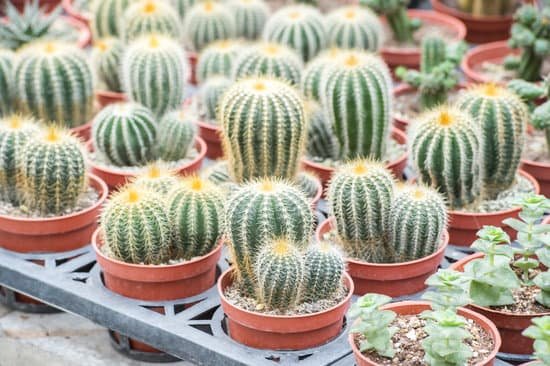 canva cactus MADCXrNzP 0