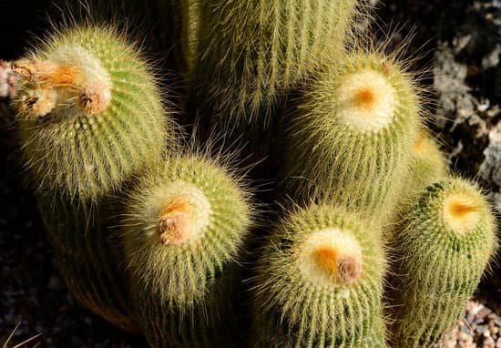 canva cactus MADCYnWXWl8