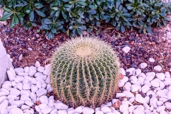 canva cactus MADChOQdrgs