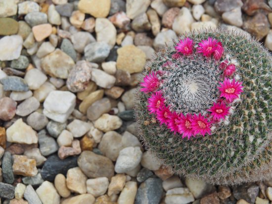 canva cactus MADFD1bHdwM