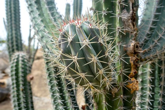 canva cactus