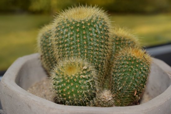 canva cactus MADFFNoTMmY