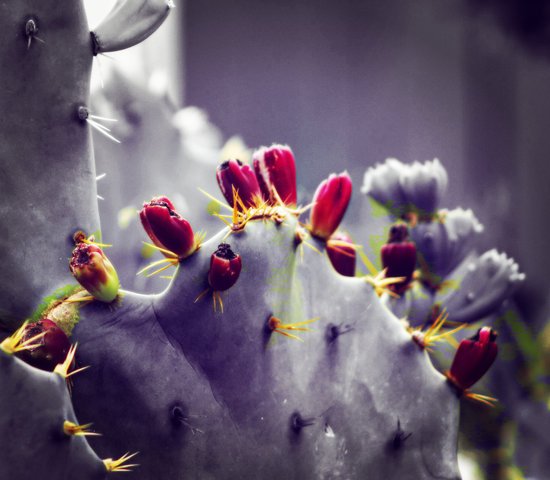 canva cactus MADFL0BbbeE