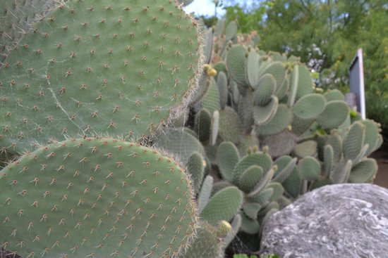 canva cactus MADFMVbXS3o