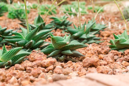 canva cactus MADFRivIyG4