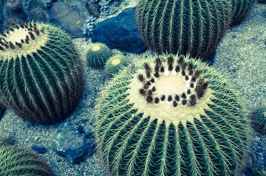 canva cactus