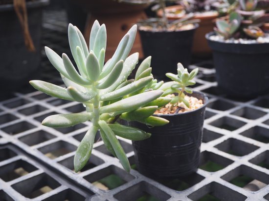 canva cactus MADFqj3QQdM