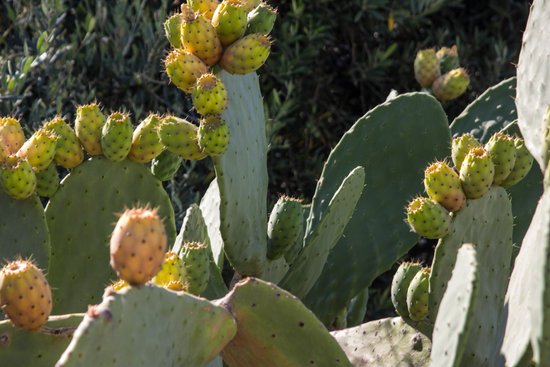 canva cactus MADFtIAWGuw