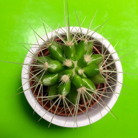 canva cactus MADFvO50PhY