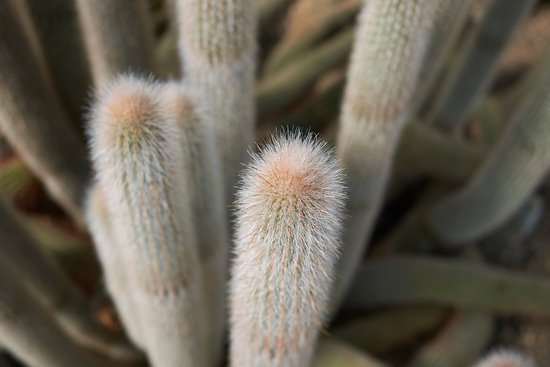 canva cactus MADGHHSybqQ