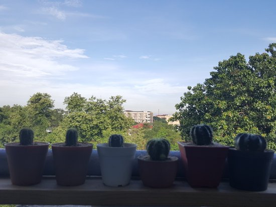 canva cactus MADIN sz79E