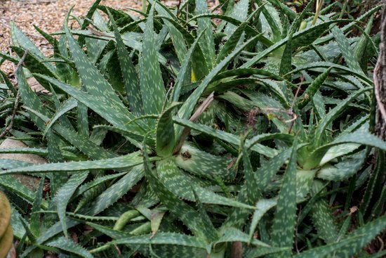 canva cactus MADIhVUOhDU