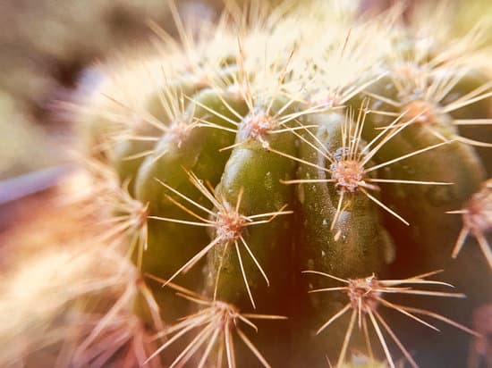 canva cactus MADMQUIJ4vQ