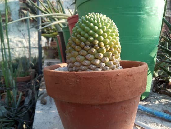canva cactus MADNXZZ5ITo