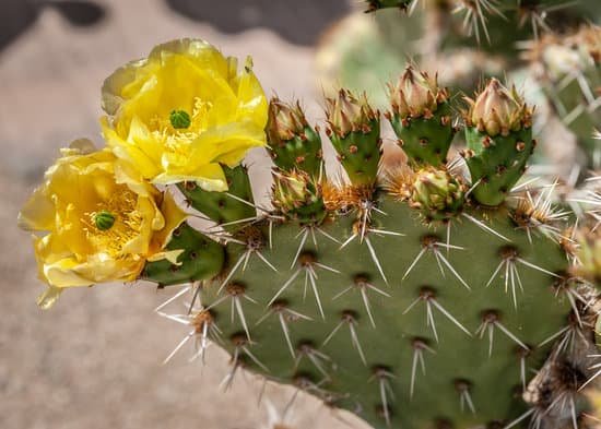 canva cactus MADW aJ0W6k