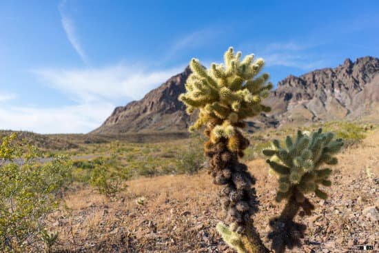 canva cactus MADmm9z6e9A