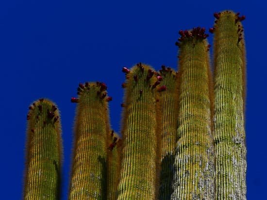 canva cactus MADnC5TPqcA