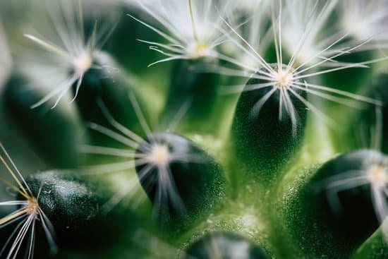 canva cactus MADnH7eYEnk