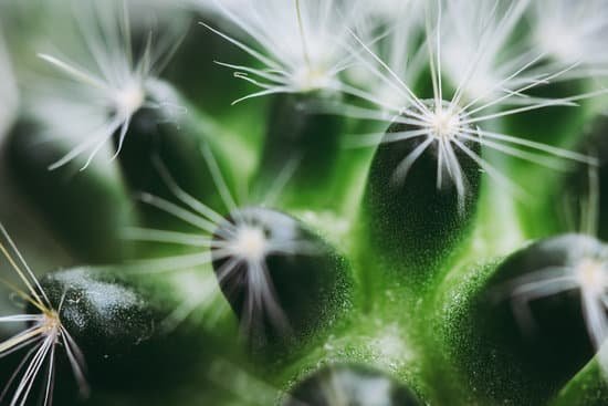 canva cactus MADnHzn43CI