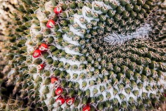 canva cactus MADnPfrwNoU
