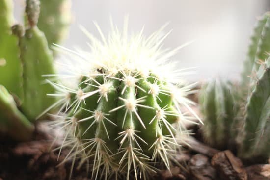 canva cactus