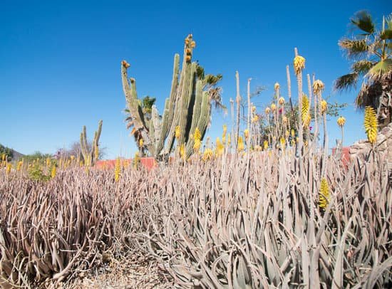 canva cactus