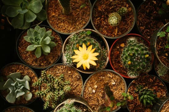 canva cactus MAEDWWcmIrc
