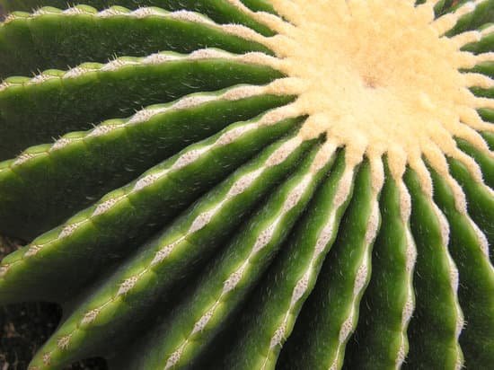 canva cactus MAEE h0QJCY