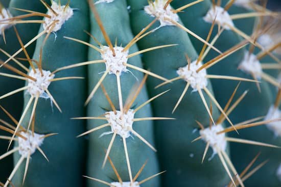 canva cactus MAEE3apGcDY