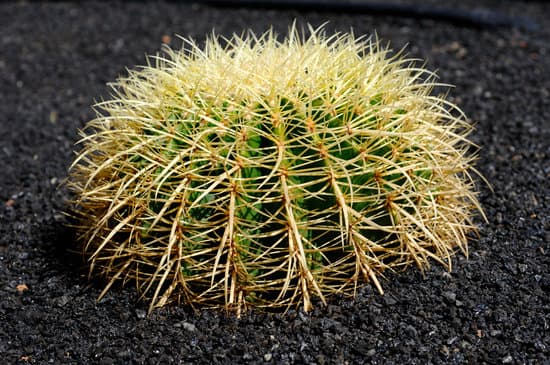 canva cactus MAEEHYWIgC0