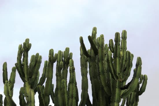 canva cactus MAEES7 SRwo