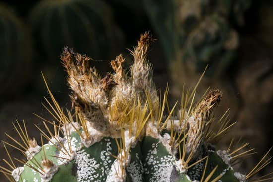 canva cactus MAEETiViPvg