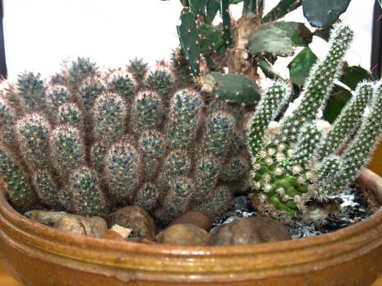 canva cactus MAEEVGTYwWE