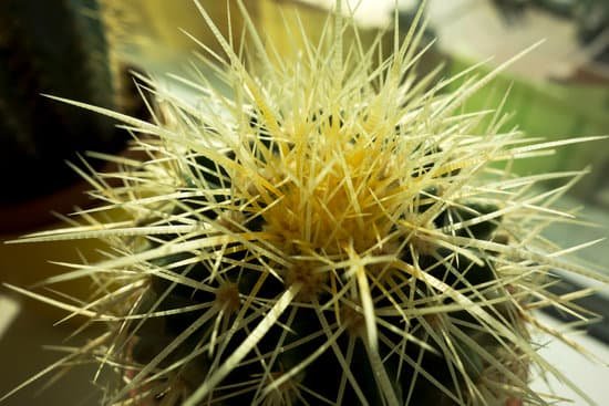 canva cactus MAEEhWkpnJA