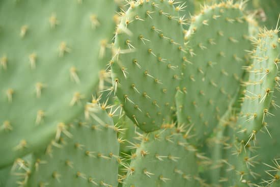 canva cactus MAEEhiplbI8