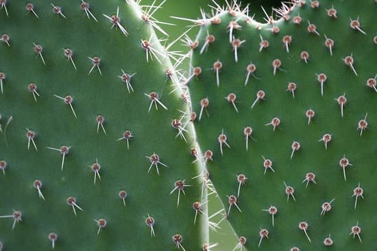 canva cactus MAEEoFjuYwY