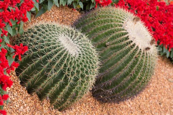 canva cactus
