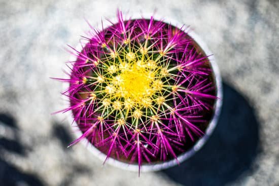 canva cactus