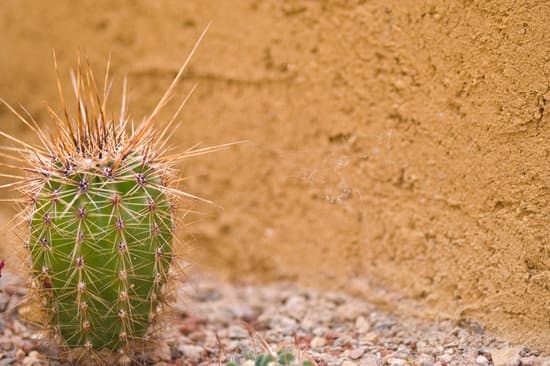 canva cactus MAEJIqUGfHU