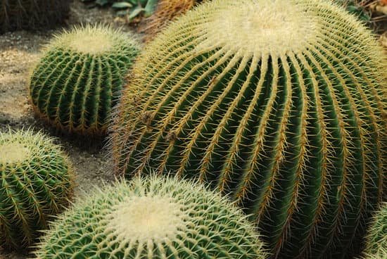 canva cactus