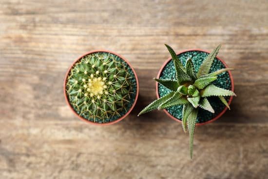 canva cactus and succulent in pots on wooden background MAD Q02 BnM
