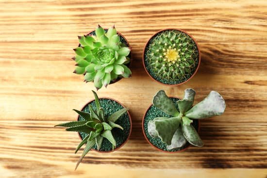 canva cactus and succulents in pots on wooden background MAD Q17qQPo