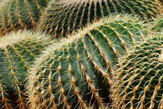 canva cactus background MAEFnQWYYE8