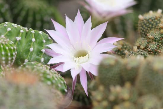 canva cactus bloom MAEEizEKXRM