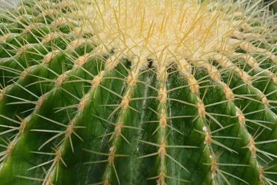 canva cactus closeup MADBgcwezio