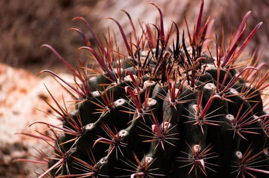 canva cactus echinocactus grusonii golden barrel cactus MADB4PAVyyg